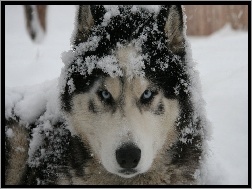 Śnieg, Pies, Husky